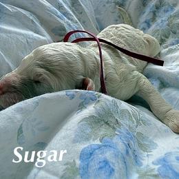 Sugar - Cream female Goldendoodle puppy in Atlantic Beach, Florida from Glamorous Golden Doodles