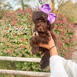 Violet - Chocolate female Goldendoodle puppy in Middletown, Ohio from Lady Doodle Farm