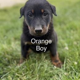 Orange - Black and rust male Beauceron puppy in Floyd’s Knobs, Indiana from Birdwing Beaucerons