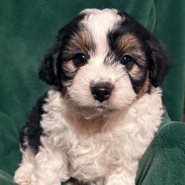 Patches - Black tri-color male Aussiedoodle puppy in Missouri from Mini AussieDoodles on Meadow Lane