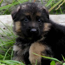 German Shepherds from Stormies German Sherperds