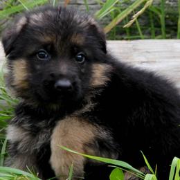 German Shepherds from Stormies German Sherperds