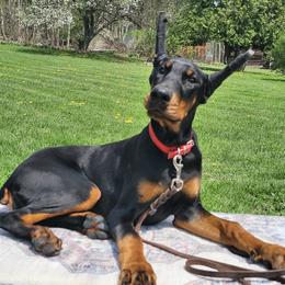 Rosie - Black and rust female Doberman Pinscher puppy in Robinson, Pennsylvania from Makkr Ridge Dobermans LLC