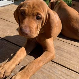 Vizsla Puppies from GT Gundogs