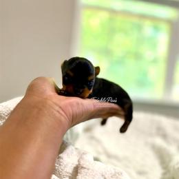 AKC Luna - Black and tan female Yorkshire Terrier puppy in Powder Springs, Georgia from Twinkle Paws Frenchies and Yorkies