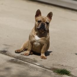 Girl 2 - Fawn and white female French Bulldog puppy in Augusta, Georgia from Mo3_Frenchies
