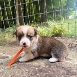 Boy 5 - Sable male Pembroke Welsh Corgi puppy in Maryville, Tennessee from R & T Farms