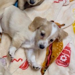 COCONUT Cream pie - Cream female Dachshund puppy in Fort Pierce, Florida from Meldox
