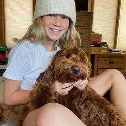 Australian Labradoodle Puppies from Gabby Jack Ranch