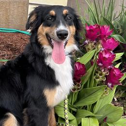 JoJo - Miniature Australian Shepherd