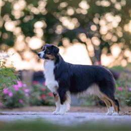 Taboo - Australian Shepherd