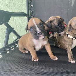Boxer Puppies from Kruse Boxers