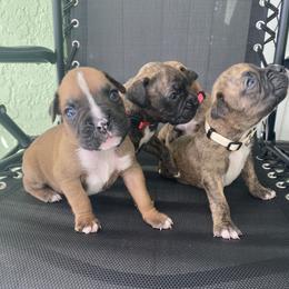 Boxer Puppies from Kruse Boxers