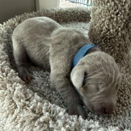 Blue collar - Silver gray male Weimaraner puppy in Sauk Centre, Minnesota from Minnesota Weimaraners