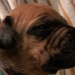 Boy 2 - Rd whtn blk nose Rhodesian Ridgeback puppy in Cary, Illinois from Blyde River Rhodesian Ridgebacks
