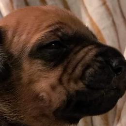 Boy 2 - Rd whtn blk nose Rhodesian Ridgeback puppy in Cary, Illinois from Blyde River Rhodesian Ridgebacks