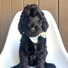 Gnome - Black male Goldendoodle puppy in Mount Pleasant, Tennessee from Doodle My Heart
