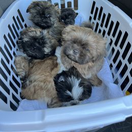 Shih Tzu Puppies from Lavender Lane Tzus