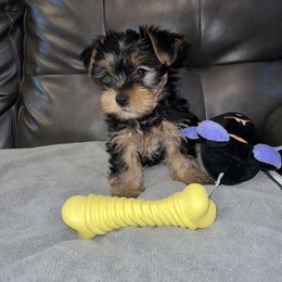 Girl 1 - Yorkshire Terrier puppy in Baltimore, Maryland from Little Champions