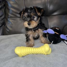 Girl 1 - Yorkshire Terrier puppy in Baltimore, Maryland from Little Champions