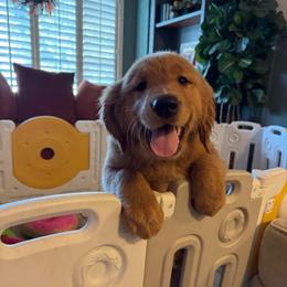 Luna - Golden female Golden Retriever puppy in Gilbert, Arizona from Dani’s Dawgs