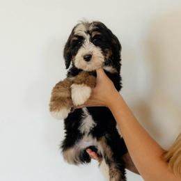Medium sized Male Bernedoodle Hermes - Purple Collar Male - Tri-color male Bernedoodle puppy in Kamas, Utah from A + E Farms