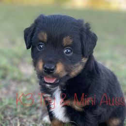 Ruger - Black tri Toy Australian Shepherd puppy in Sanger, Texas from K3 Toy and Miniature Australian Shepherds
