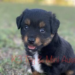 Ruger - Black tri Toy Australian Shepherd puppy in Sanger, Texas from K3 Toy and Miniature Australian Shepherds