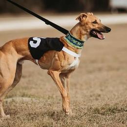 Swift - Whippet