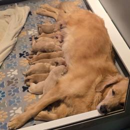 Delta - Light golden female Golden Retriever puppy in Marietta, Oklahoma from Dogs of Diamond B