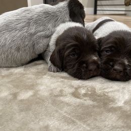 Wirehaired Pointing Griffon Puppies from High Point Griffons