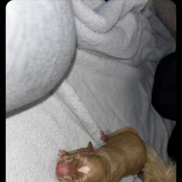 Brighton - Apricot male Goldendoodle puppy in Pleasant Hill, Iowa from Courtney Nicole's Mal Shihs & Goldendoodles