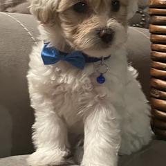 Double Doodle Puppies from Pup of Morgan_ Bichonpoo