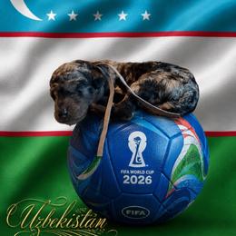 Uzbekistan - Merle male Goldendoodle puppy in Houston, Texas from Were The Mack'Doodles
