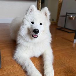 Male Young Adult - White male Samoyed puppy in Ann Arbor, Michigan from Snowbright