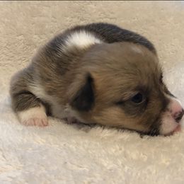 American Corgi and Pembroke Welsh Corgi Puppies from Red White & Bluie Corgi