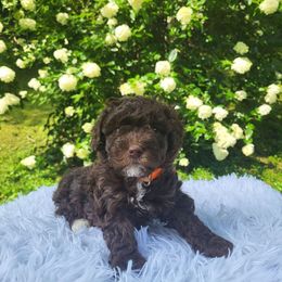 Winnie - Brown and white female Bernedoodle puppy in Fairmont, West Virginia from Mountainside Doodles, LLC