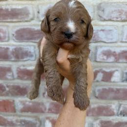 Girl 1 - Red female Cavapoo puppy in Roseville, California from Lipscomb Doodles
