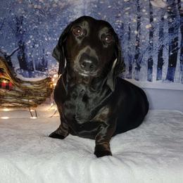 Nani - Dachshund