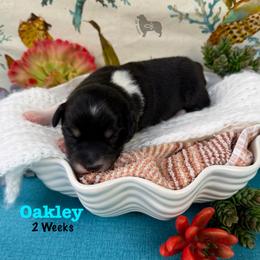 Oakley - Black tri-color male Australian Shepherd puppy in El Dorado Springs, Missouri from OR Aussies