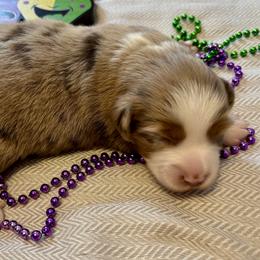 Garnet - Red merle female Toy Australian Shepherd puppy in Covington, Louisiana from Corner Oak Aussies