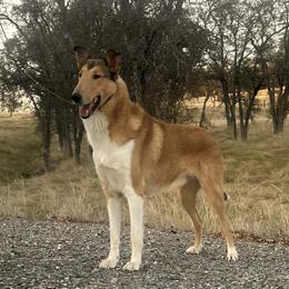 Gilbert - Collie