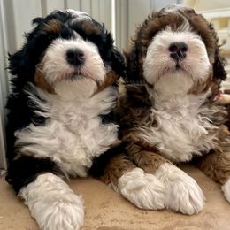 Bernedoodle puppies from Peanut Butter Doodles