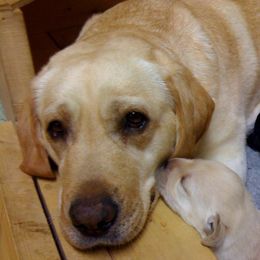 Labrador Retrievers from Lynn Pannicke's Labrador Retrievers