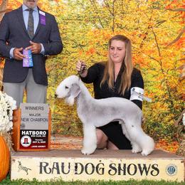 Pyro - Bedlington Terrier