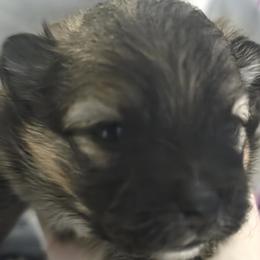 Dora (aka DW) - Cream sable female Pomeranian puppy in Sanford, Florida from Serena's Poms