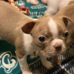 Terry - Lilac female Boston Terrier puppy in Star, North Carolina from Meatloaf's Boston