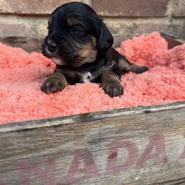 Cavapoo, Cockapoo, Goldendoodle, and Poodle Puppies from Lipscomb Doodles