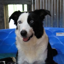 Nue - Border Collie
