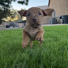 Vizsla Puppies from Summit Vizslas